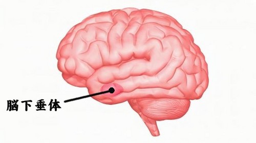 脳下垂体.jpg